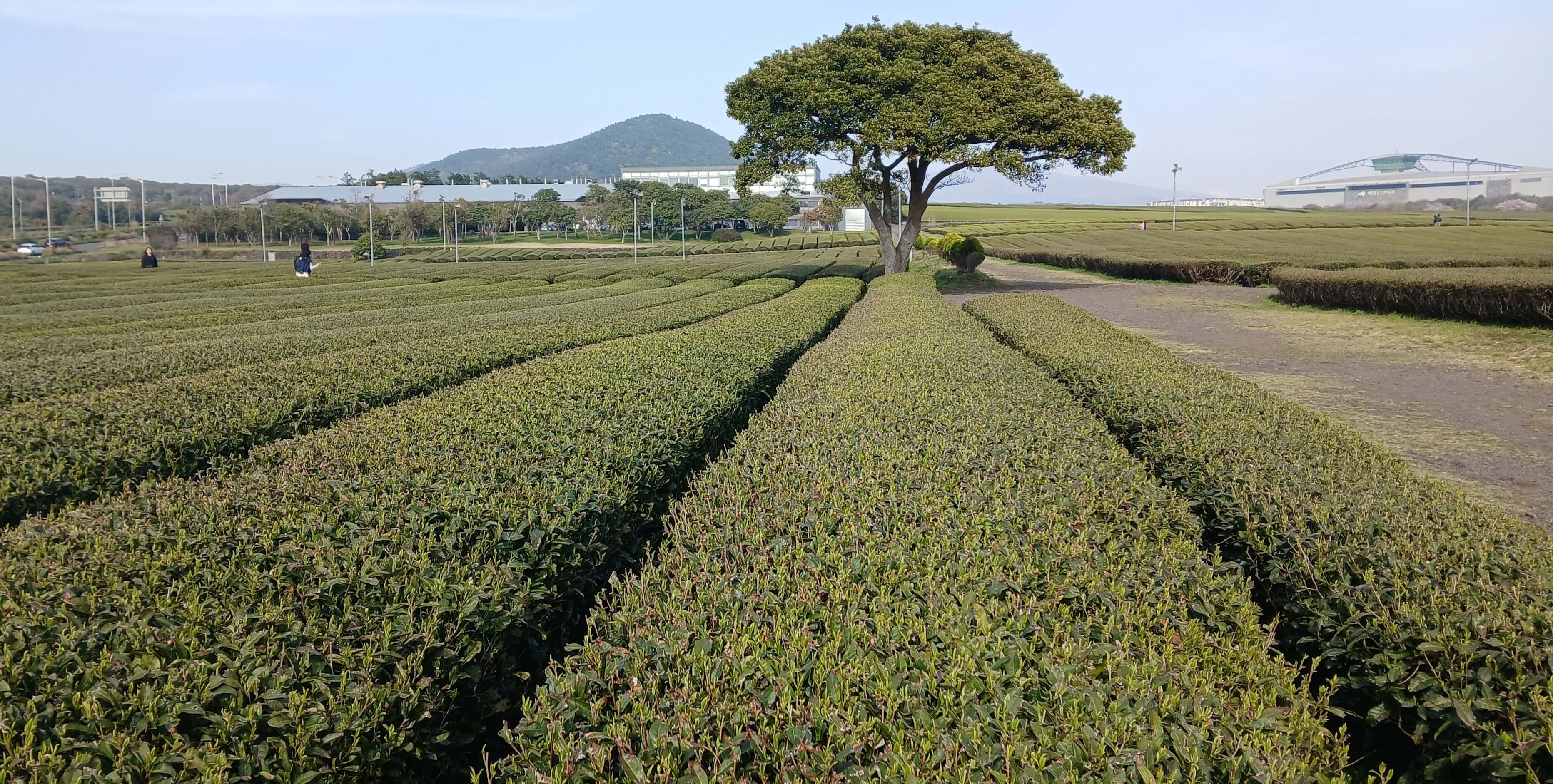 오설록 티 뮤지엄