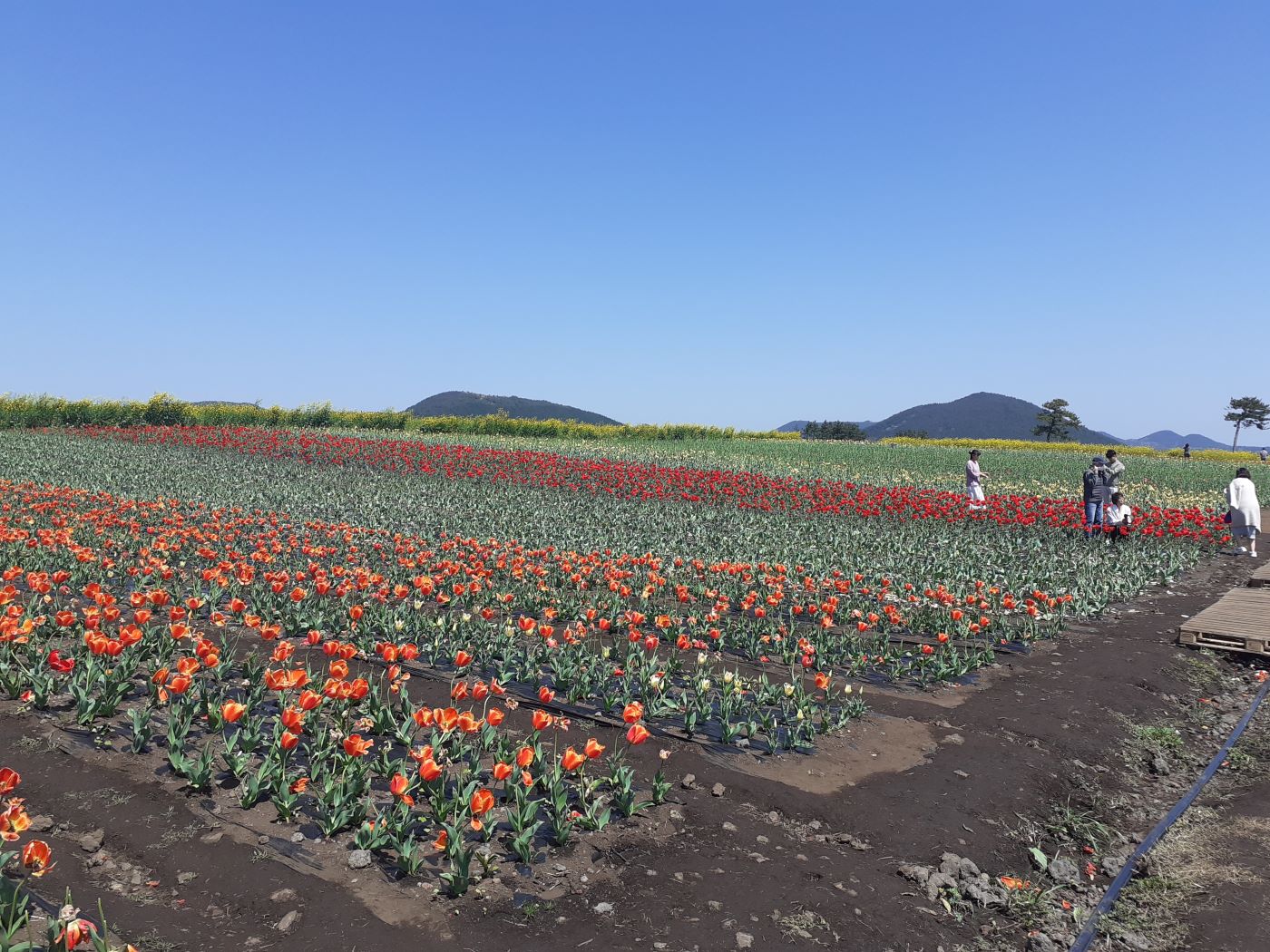 Rows of red and orange tulips in bloom on Jeju Island with volcanic oreum hills in the background — the kind of scene that makes self-driving Jeju so rewarding